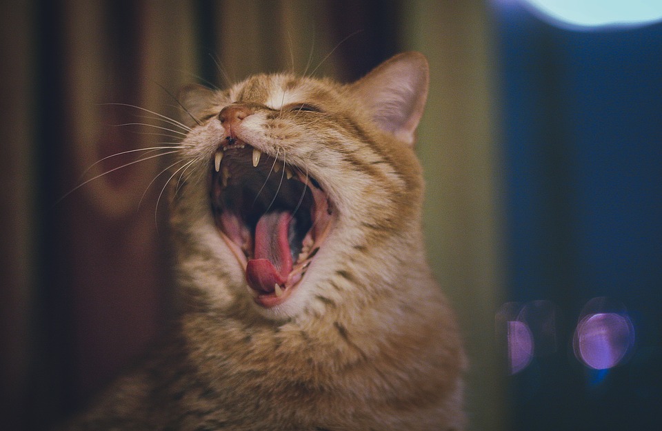 История одного кота, которого оставили хозяева