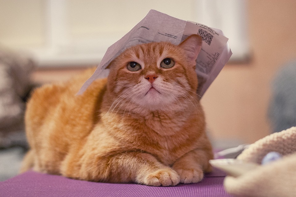 История одного кота, которого оставили хозяева