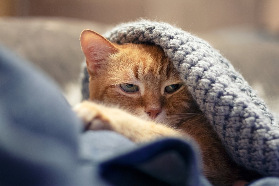 История одного кота, которого оставили хозяева