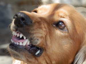 Как себя вести при нападении собаки: 5 рекомендаций