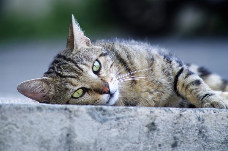 Кнорозов фото с кошкой