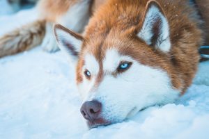 20 фактов о собаках породы хаски