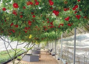 Удивительное томатное дерево, вырощенное в Израиле