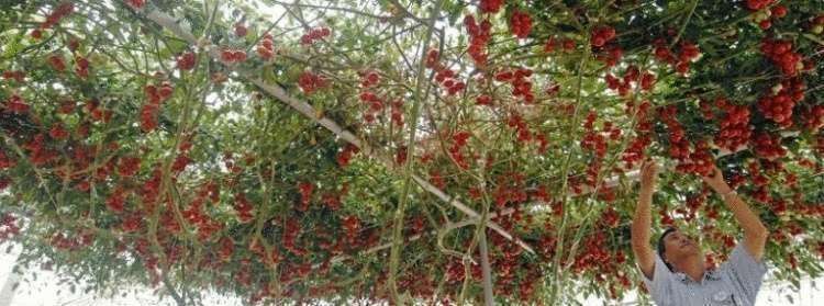 Удивительное томатное дерево, вырощенное в Израиле