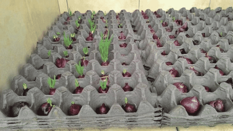 Как вырастить лук дома