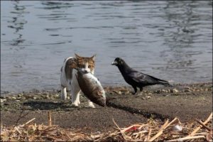 “Ворона и кот” сказка взрослым