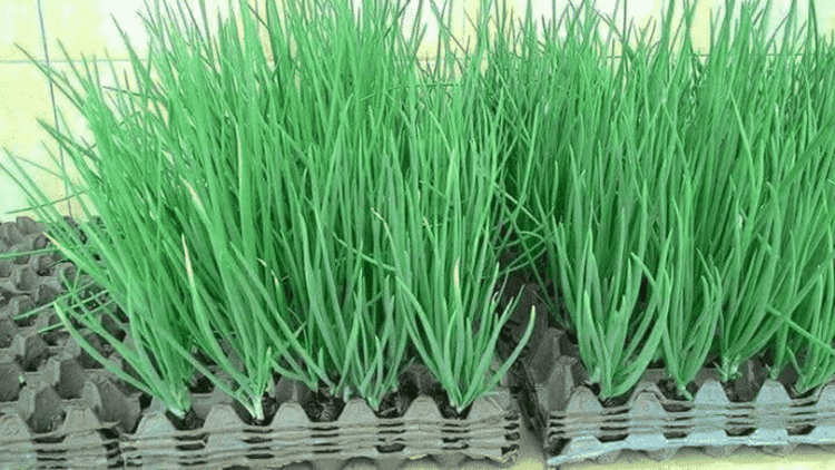 Как вырастить лук дома