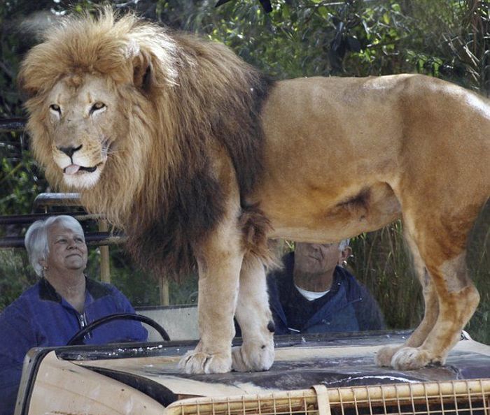 Тест-силуэт, который может охарактеризовать вас только одним словом