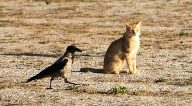 “Ворона и кот” сказка взрослым