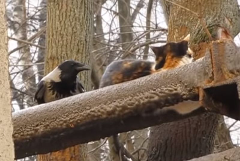 “Ворона и кот” сказка взрослым