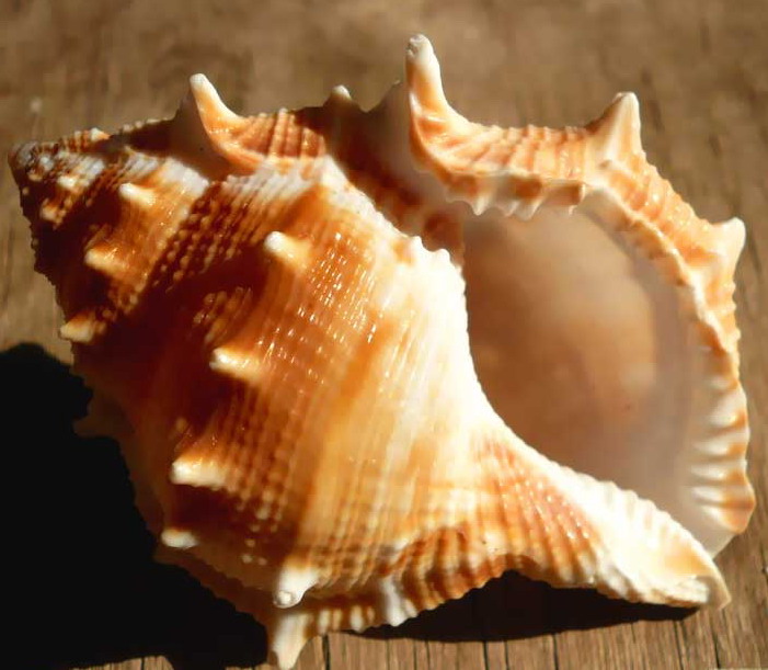 Вещи, которые дарят и воруют энергию в доме