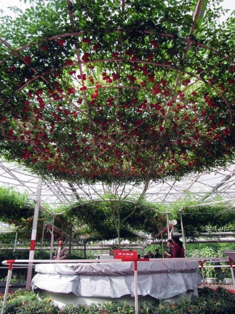 Удивительное томатное дерево, вырощенное в Израиле