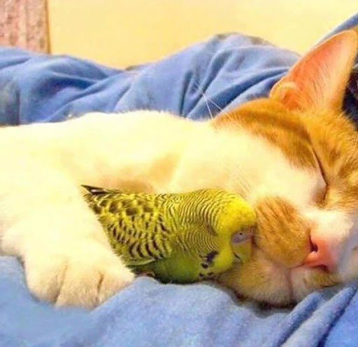 “Ворона и кот” сказка взрослым