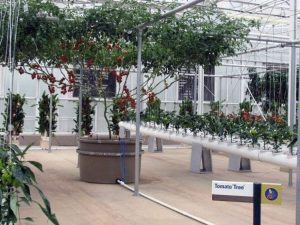 Удивительное томатное дерево, вырощенное в Израиле