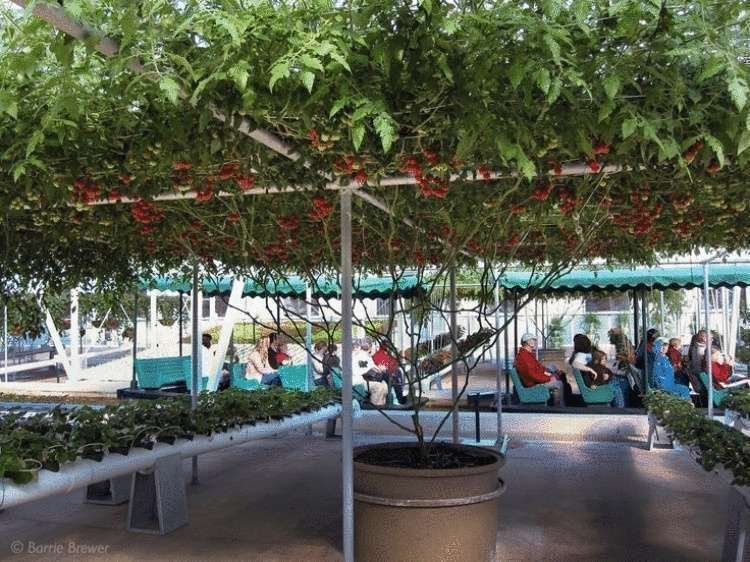 Удивительное томатное дерево, вырощенное в Израиле