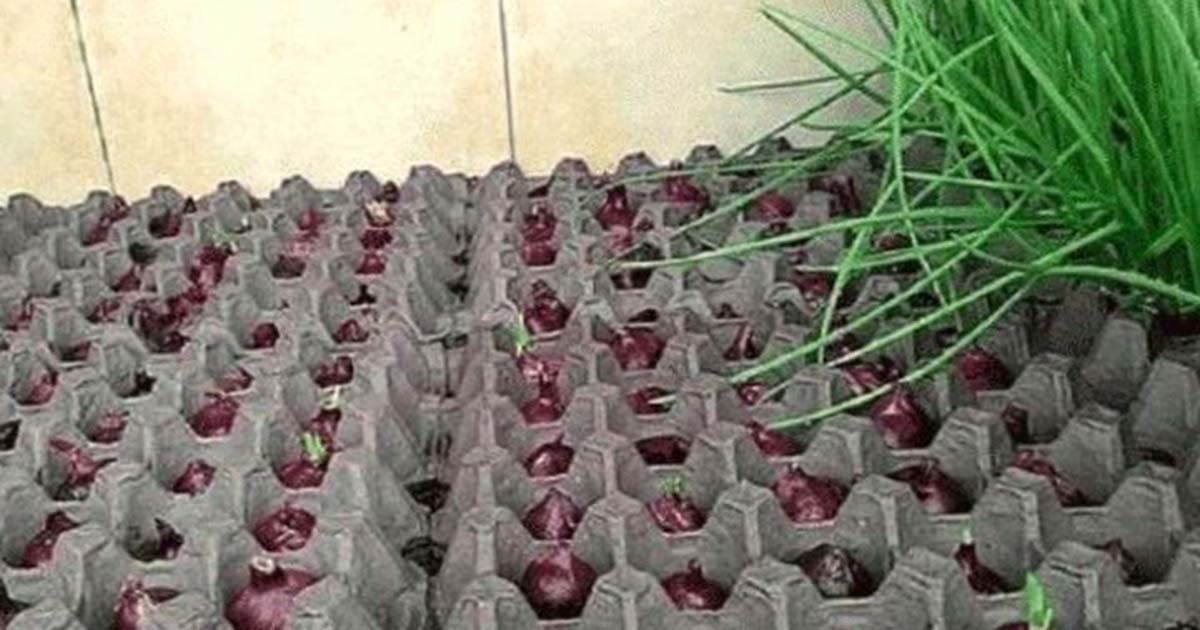 Как вырастить лук дома