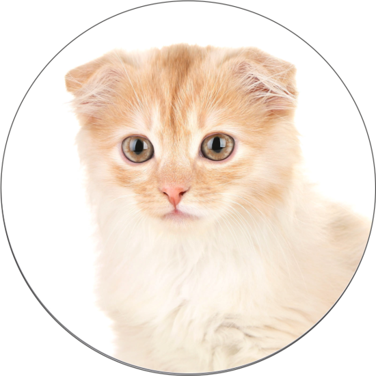 Тест на скрытые способности, основанный на выборе кошки