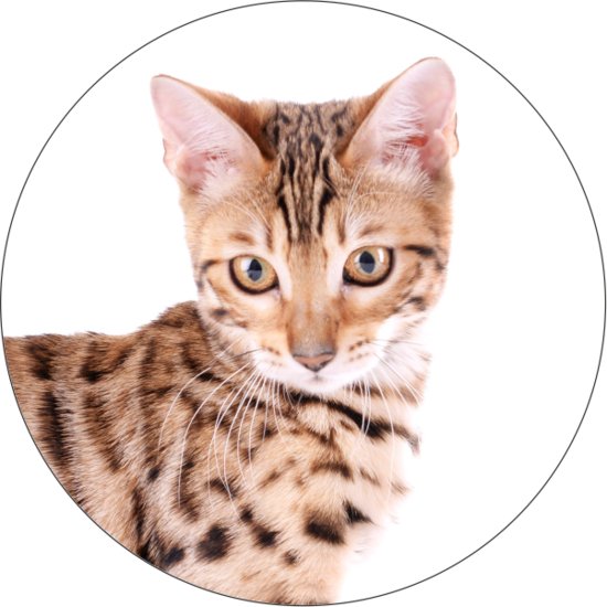 Тест на скрытые способности, основанный на выборе кошки