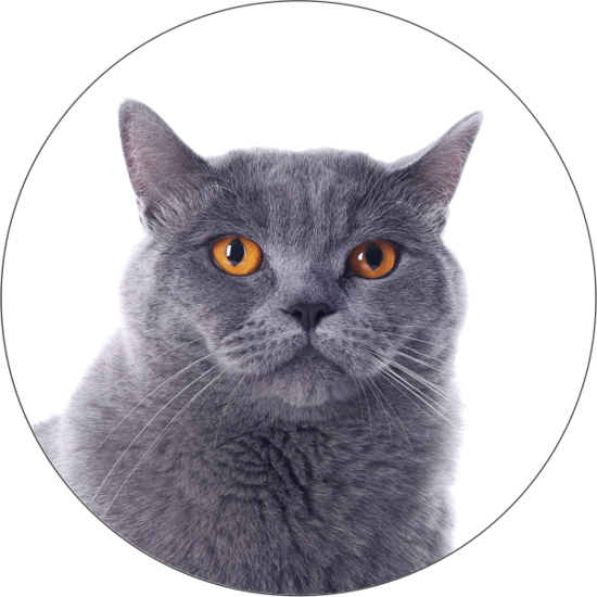 Тест на скрытые способности, основанный на выборе кошки