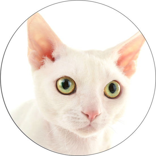 Тест на скрытые способности, основанный на выборе кошки