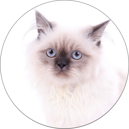 Тест на скрытые способности, основанный на выборе кошки