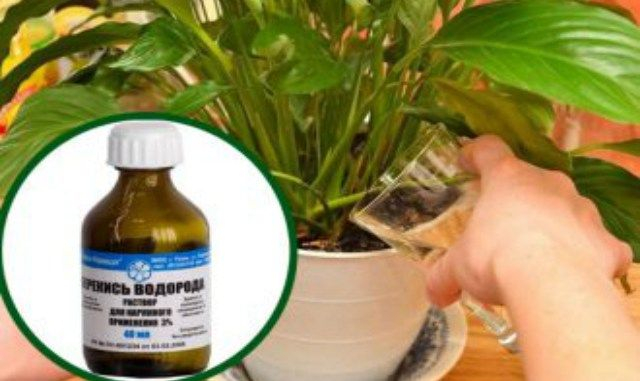 Уникальный раствор для пышного цветения комнатных цветов