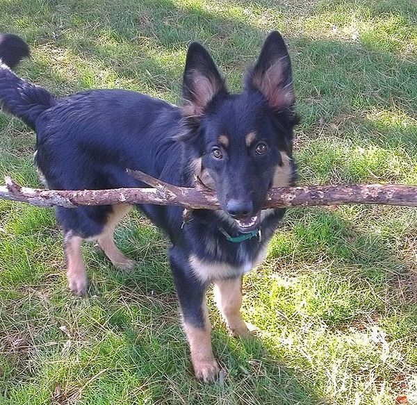 Как преданный пес спас мне жизнь