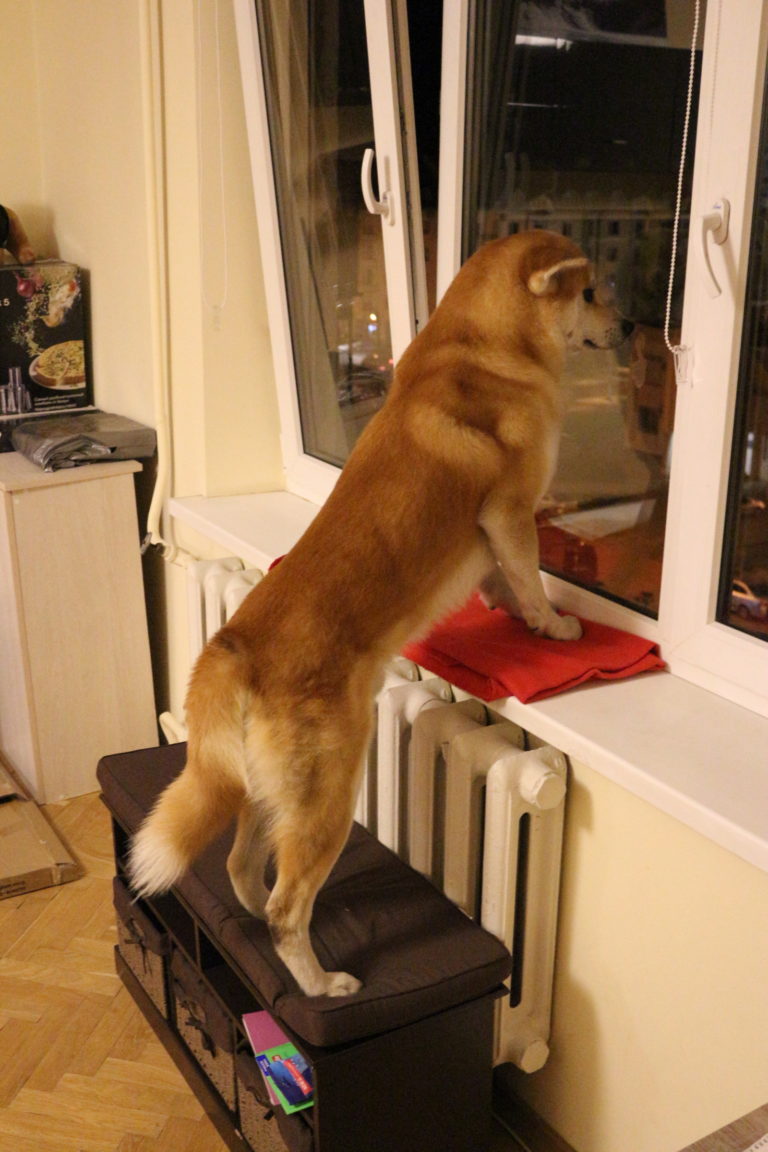 Как преданный пес спас мне жизнь