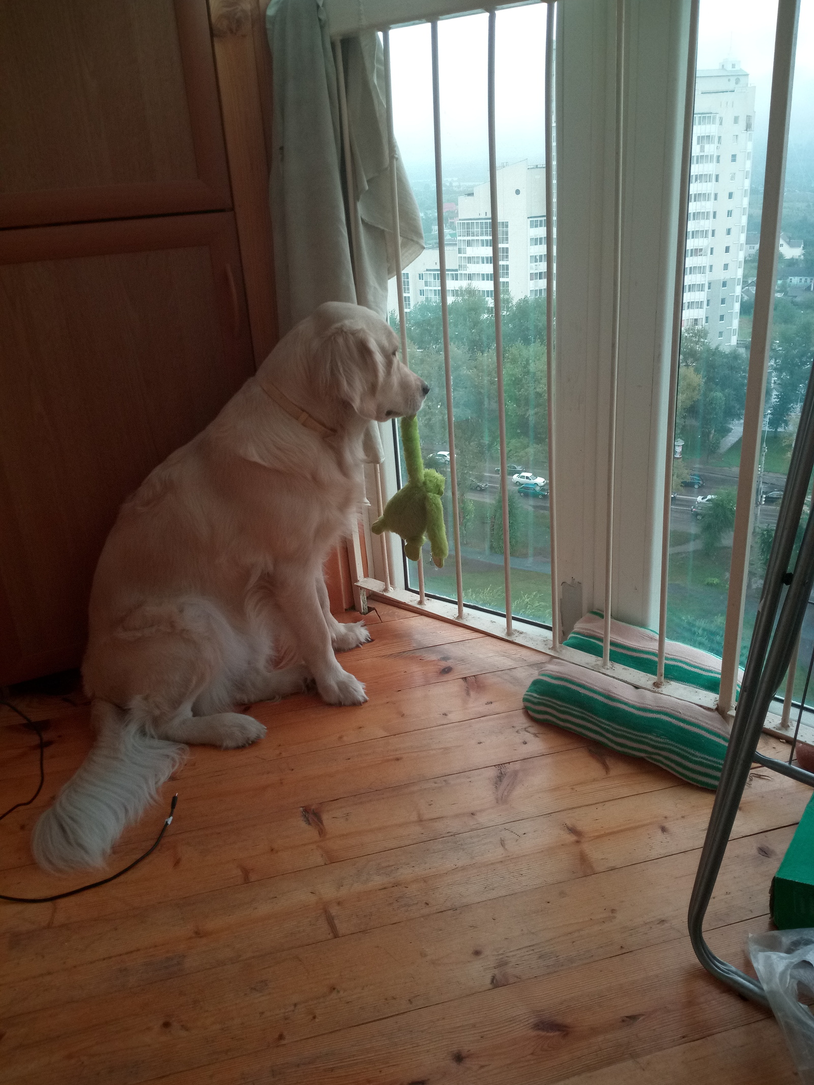 Как преданный пес спас мне жизнь