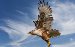 Особенности выбора пары среди орлиц