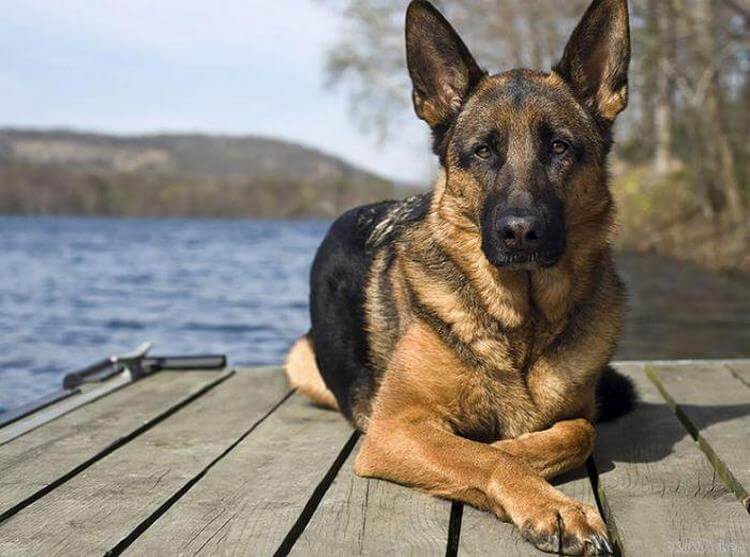 На какую породу собаки похож каждый знак Зодиака