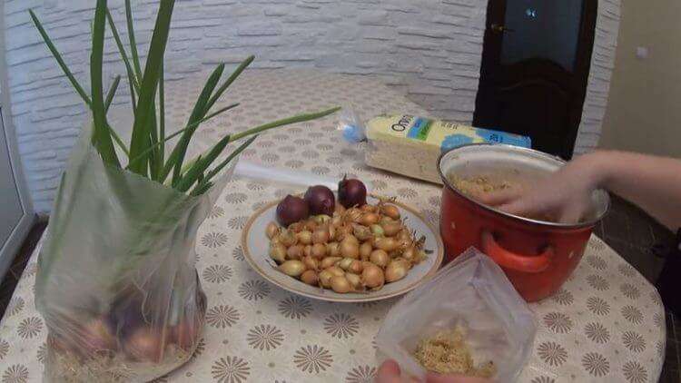 Как вырастить домашний лук