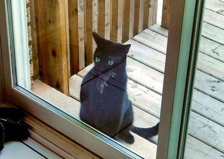 Я люблю тебя, хозяин! Кошачье проявление любви