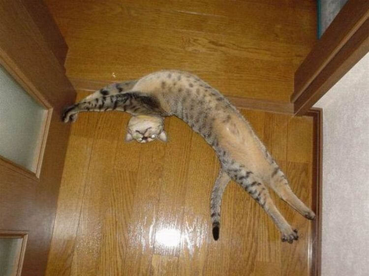 Я люблю тебя, хозяин! Кошачье проявление любви