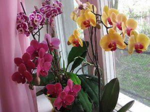 Самые интересные поверья и приметы об орхидее