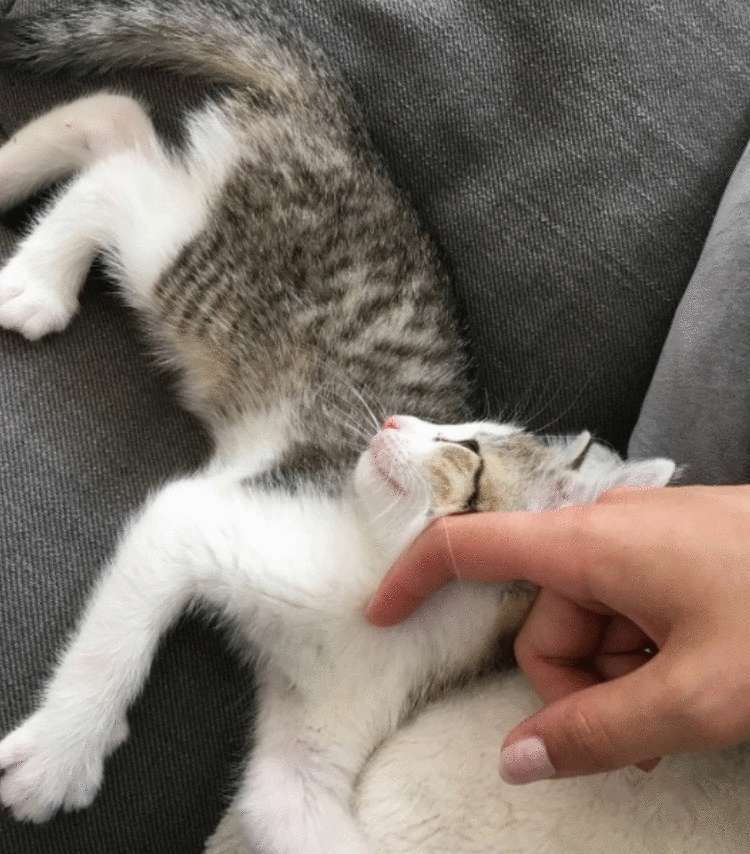 Почему заводить кота — это ужасная идея