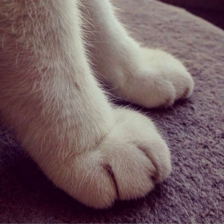 Почему заводить кота — это ужасная идея