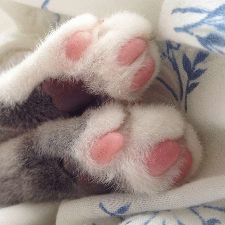 Почему заводить кота — это ужасная идея