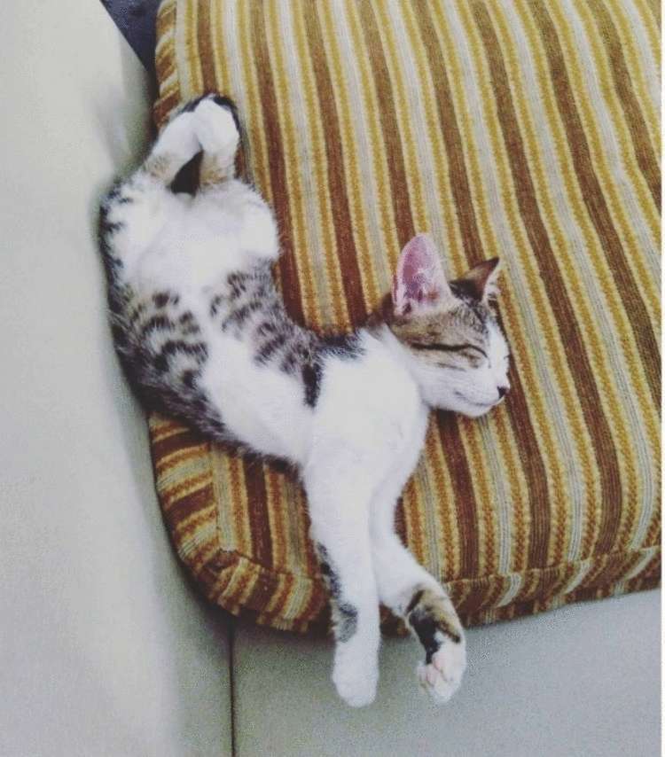 Почему заводить кота — это ужасная идея