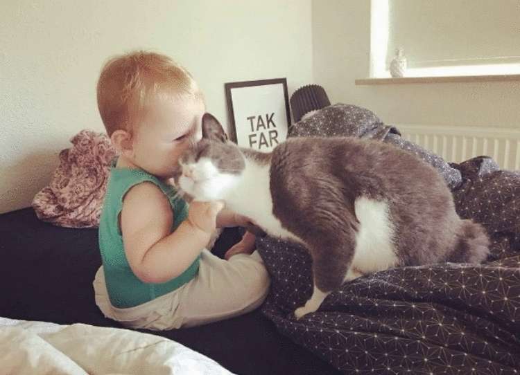 Почему заводить кота — это ужасная идея