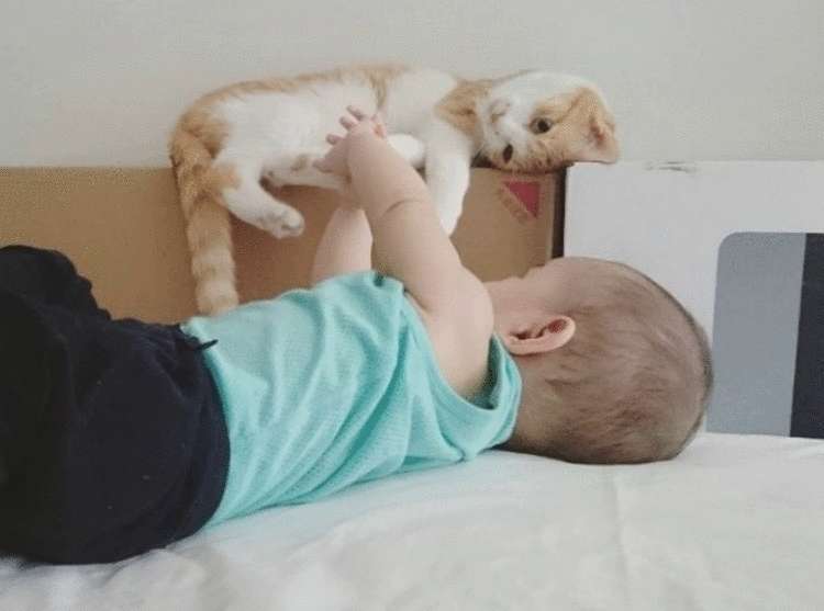 Почему заводить кота — это ужасная идея