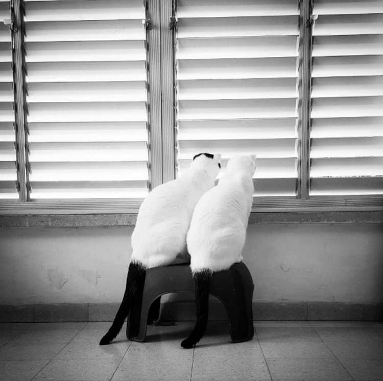 Почему заводить кота — это ужасная идея