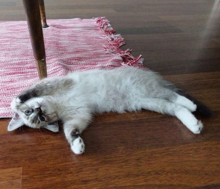 Почему заводить кота — это ужасная идея