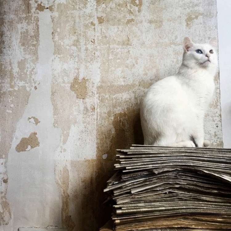 Почему заводить кота — это ужасная идея