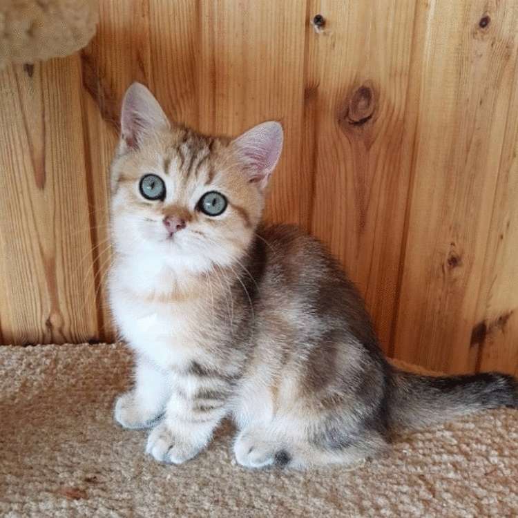 Почему заводить кота — это ужасная идея