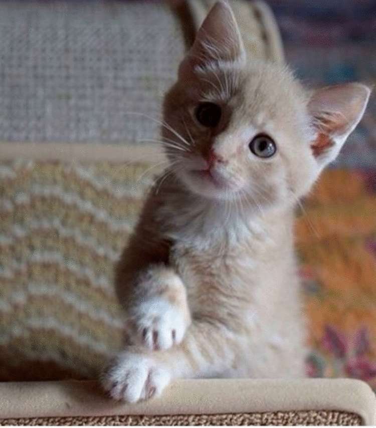 Почему заводить кота — это ужасная идея