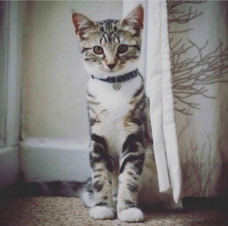 Почему заводить кота — это ужасная идея