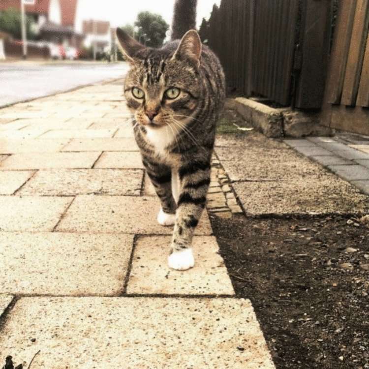 Почему заводить кота — это ужасная идея