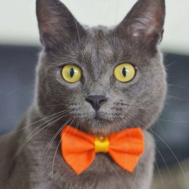 Почему заводить кота — это ужасная идея