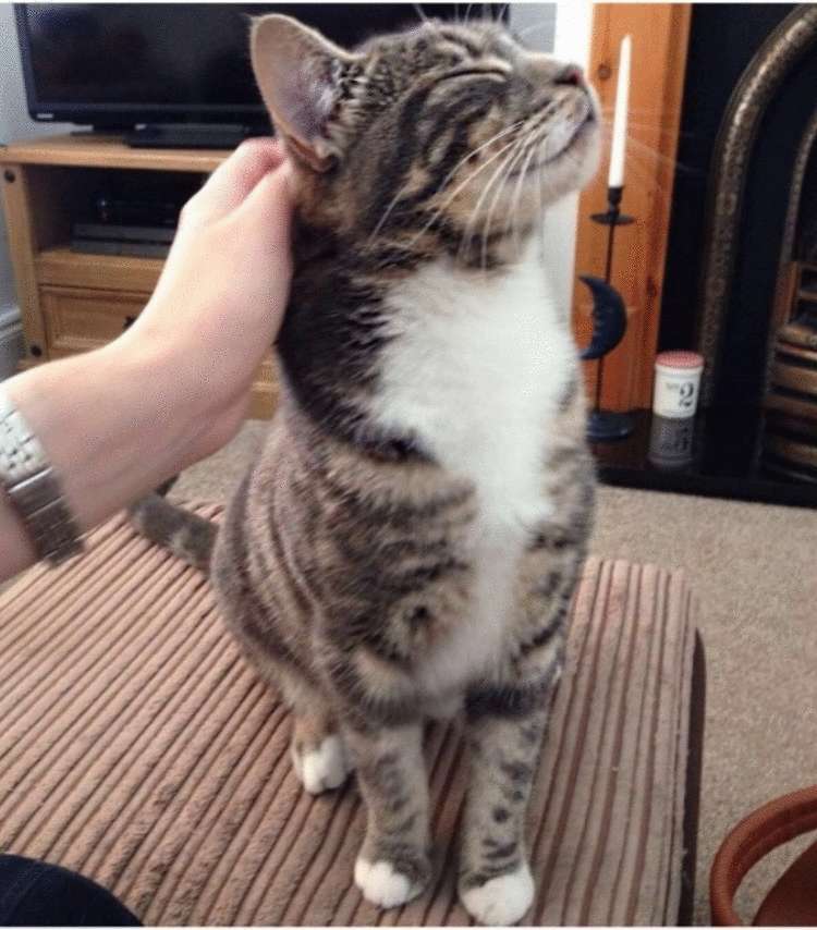 Почему заводить кота — это ужасная идея